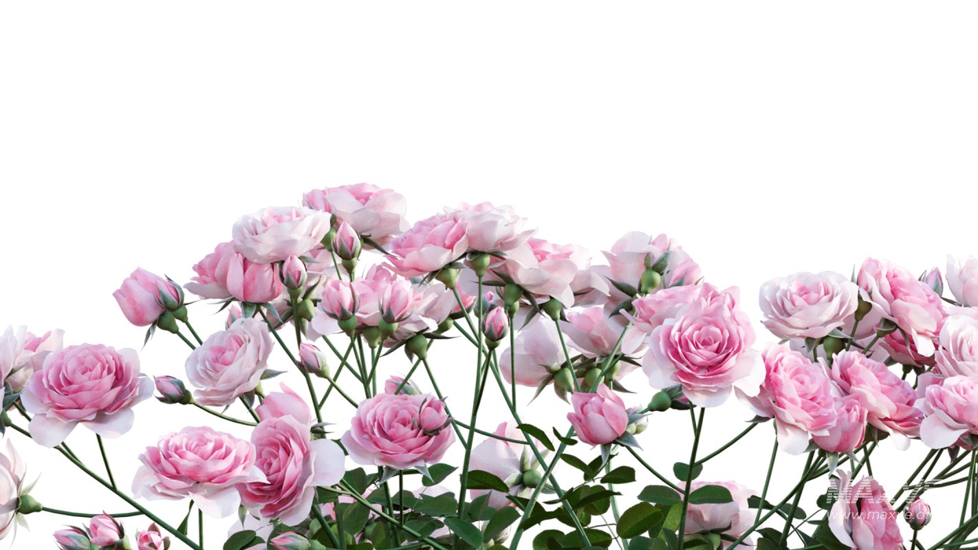 Collection 08 – Rose Garden - Image 10