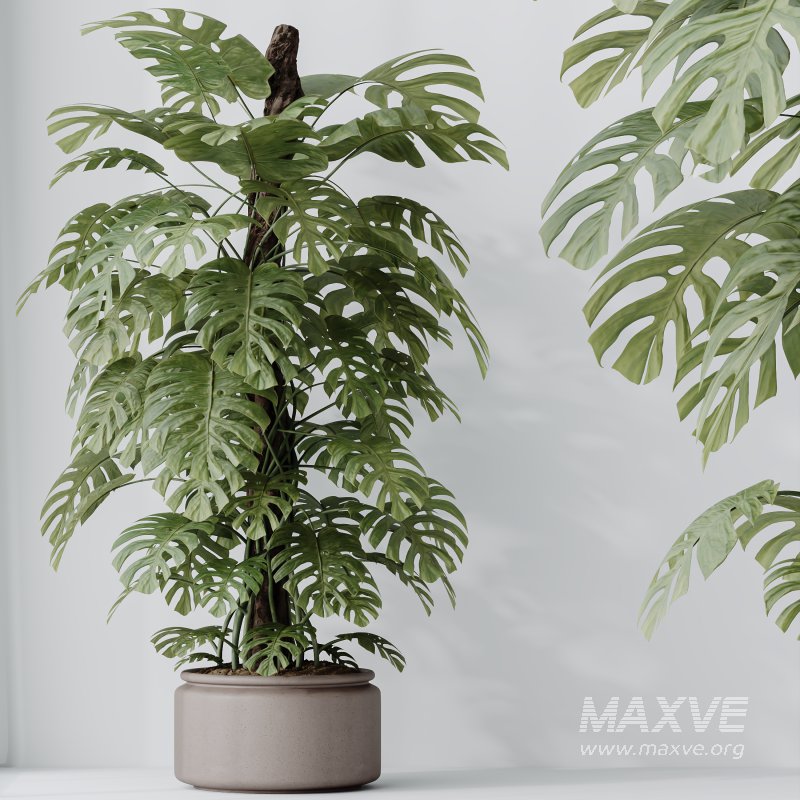 AV Indoor Plants Set 351 Dypsis Palm and Ficus Binnendijki and Ficus Cyathistipula and Elegant Monstera - Image 10