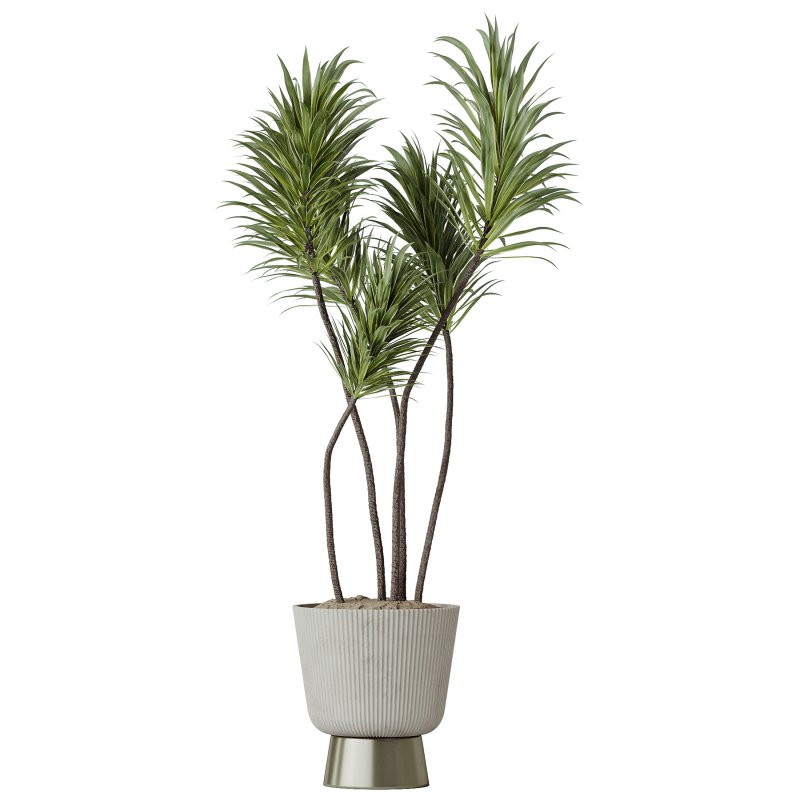 AV Indoor Plants Set 346 Alocasia Wentii and Olive Eucalyptus and Yucca Palm and Foliage Dollar - Image 3