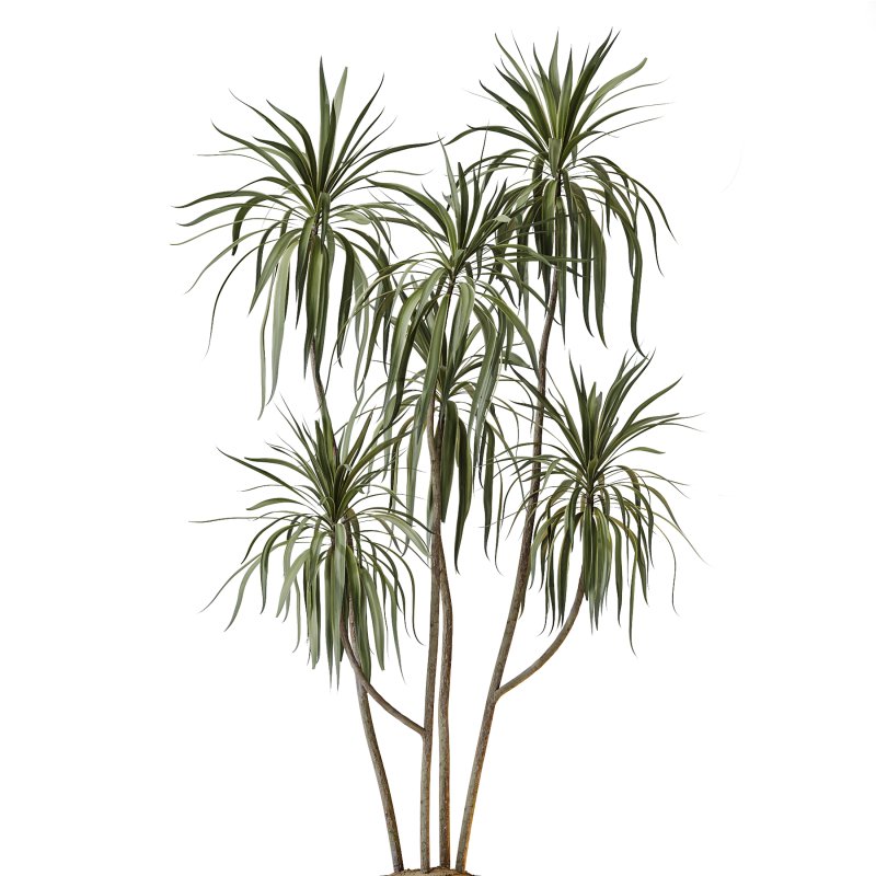 AV Indoor Plants Set 317 Arbequina Olive and Dracaena Lemon Dragon and Green Sansevieria - Image 3