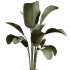 AV Indoor Plants Set 368 Olive Tree and Yucca Aloifolia Rostrata Palm and Calathea Lutea - Thumbnail 3