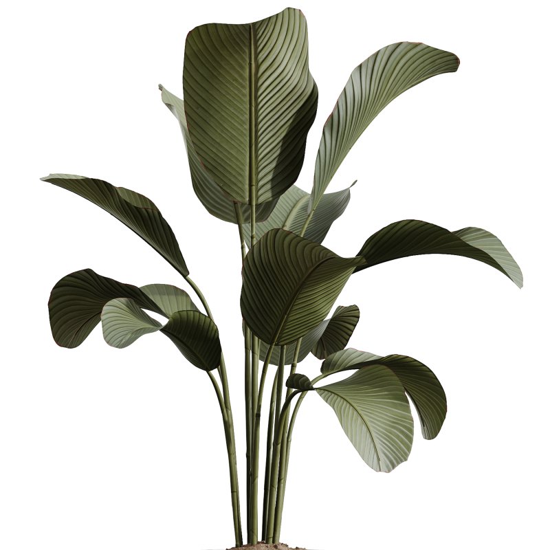 AV Indoor Plants Set 368 Olive Tree and Yucca Aloifolia Rostrata Palm and Calathea Lutea - Image 3