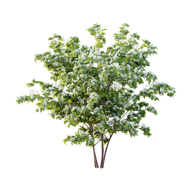 Philadelphia Bush 03 - Image 2