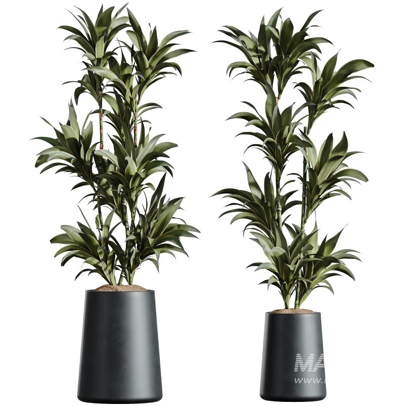 AV Indoor Plants Set 318 Rhapis Excelsa Lady Palm and ParadiseBird and Dracaena Warneckii - Image 3
