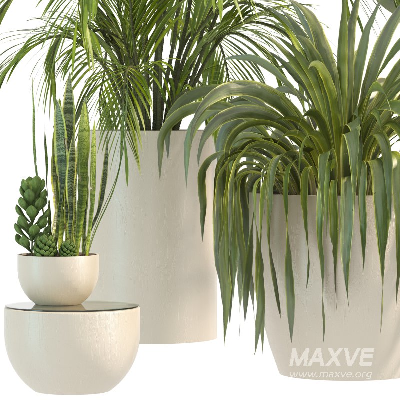 Plant Set 10 - Image 5