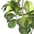 Bonsai Jungle Ficus Fiddle Leaf Fig 446 - Thumbnail 2