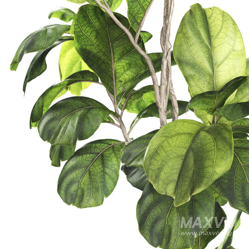 Bonsai Jungle Ficus Fiddle Leaf Fig 446 - Image 2
