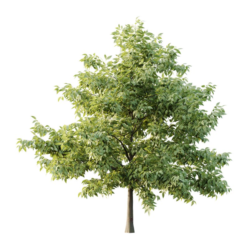 Celtis australis Tree 10 - Image 6