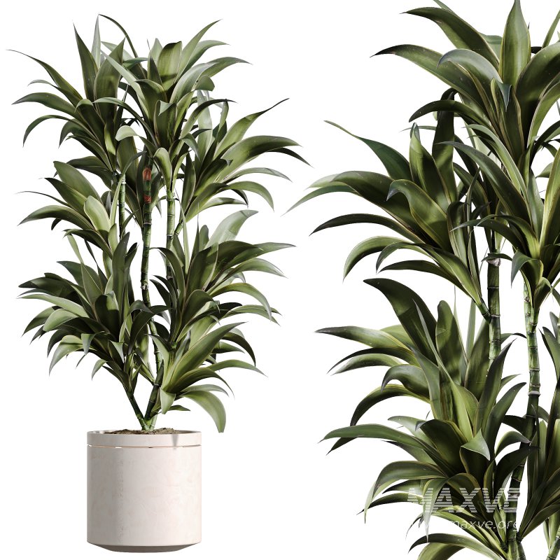 AV Indoor Plants Set 311 Olivo Olea Tree and Aspidistra Elatior Cast iron and Warneckii Lemon Lime - Image 3