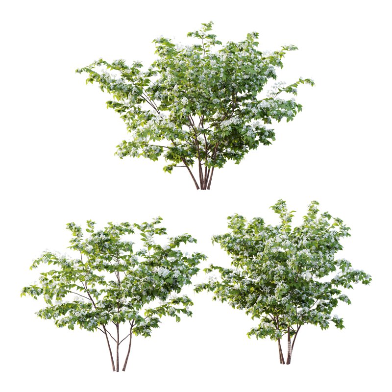 Philadelphia Bush 03 - Image 1