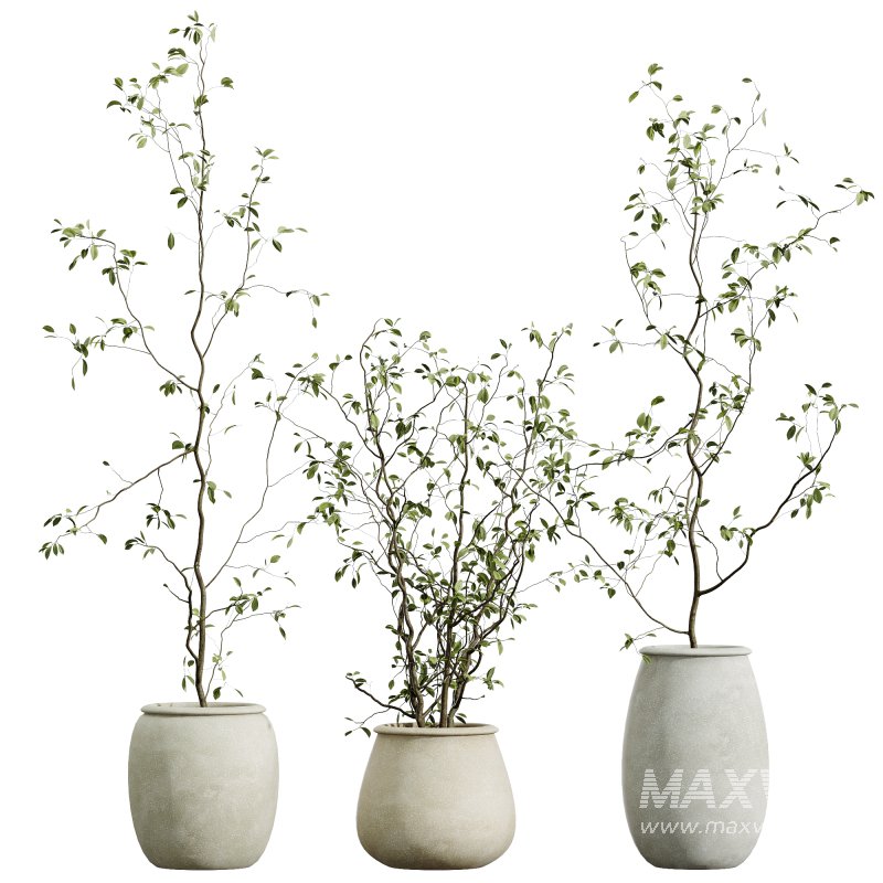 AV Indoor Plants Set 312 Japandi Decorative Minimalism Ficus Dracaena Marginata - Image 1
