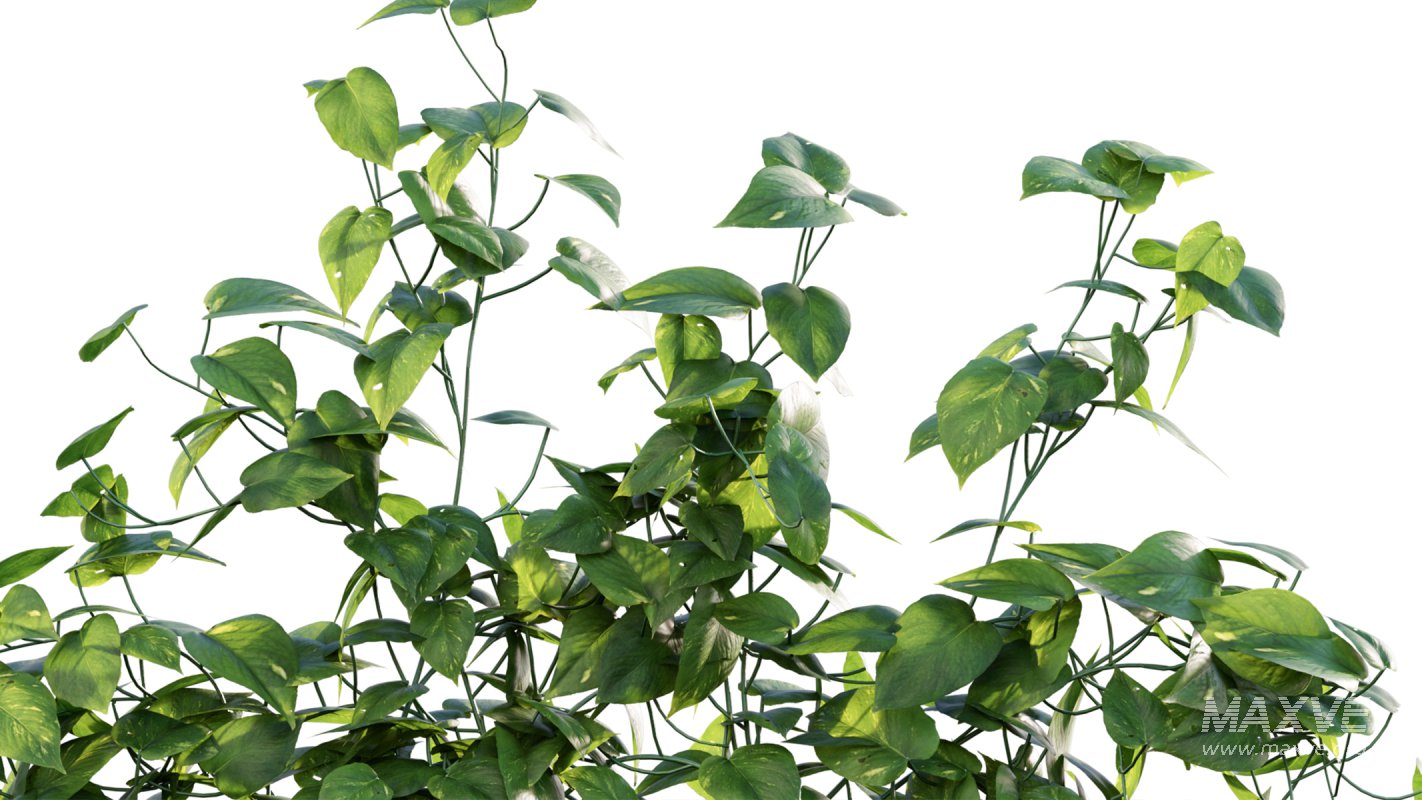 Collection 07 – Central America Garden - Image 8