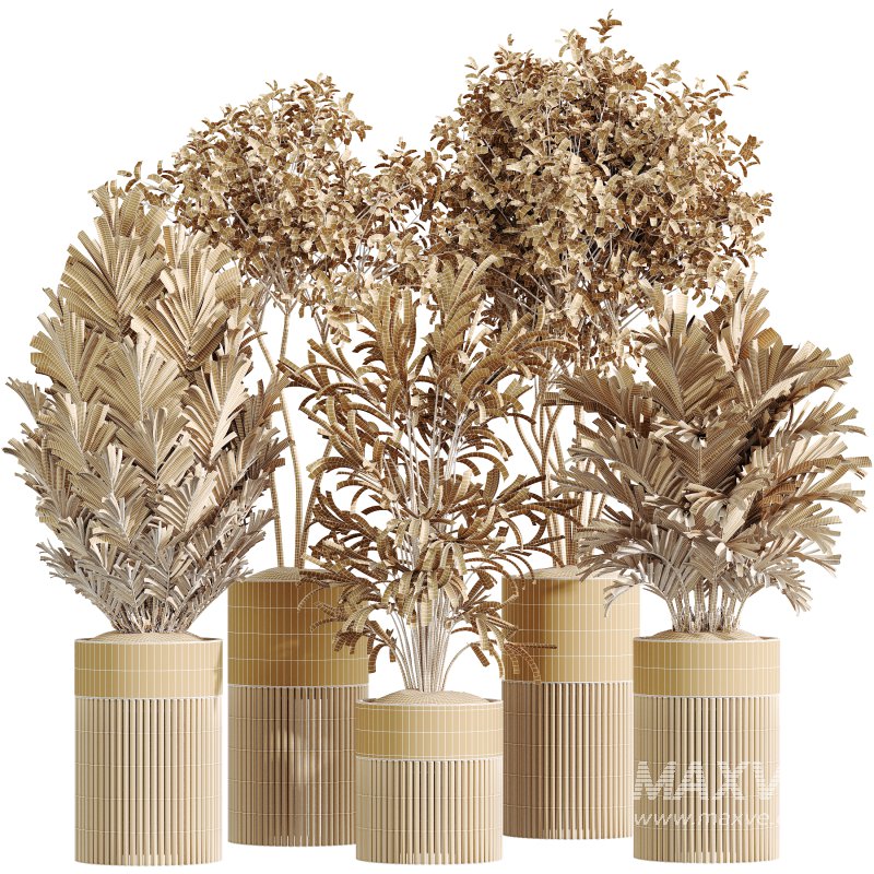 AV Indoor Plants Set 330 Palm Kentia and Olive Eucalyptus and Dypsis Palm - Image 6