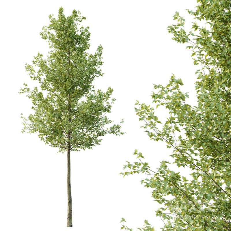 Sycamore Platanus Tree 05 - Image 3