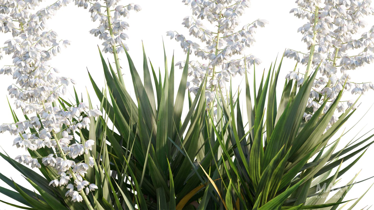 Collection 12 – Desert Garden - Image 43