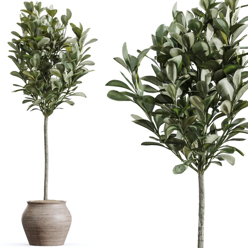 AV Indoor Plants Set 366 Briful Pachira and Areca Palm and Ficus microcarpa and Bird Of Paradise - Image 4