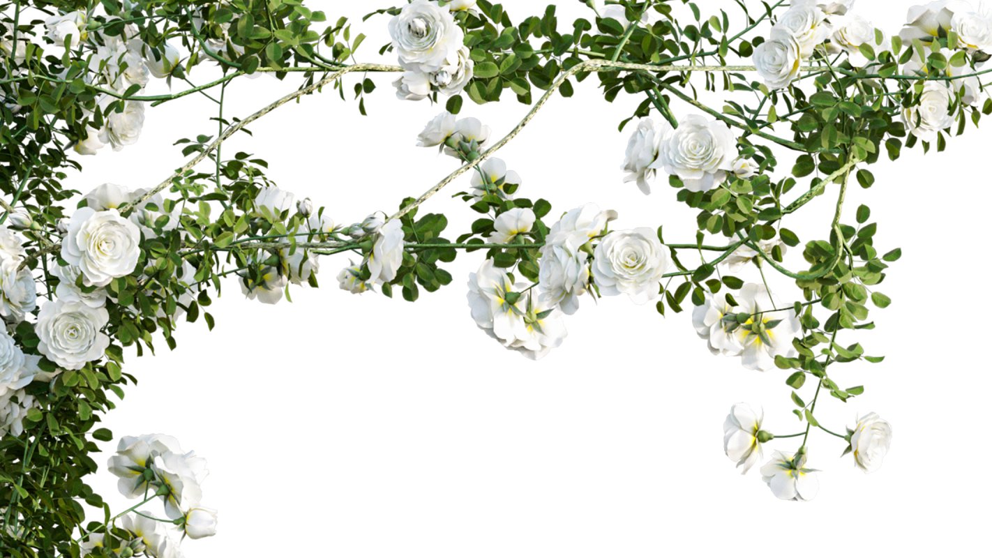 Collection 08 – Rose Garden - Image 22