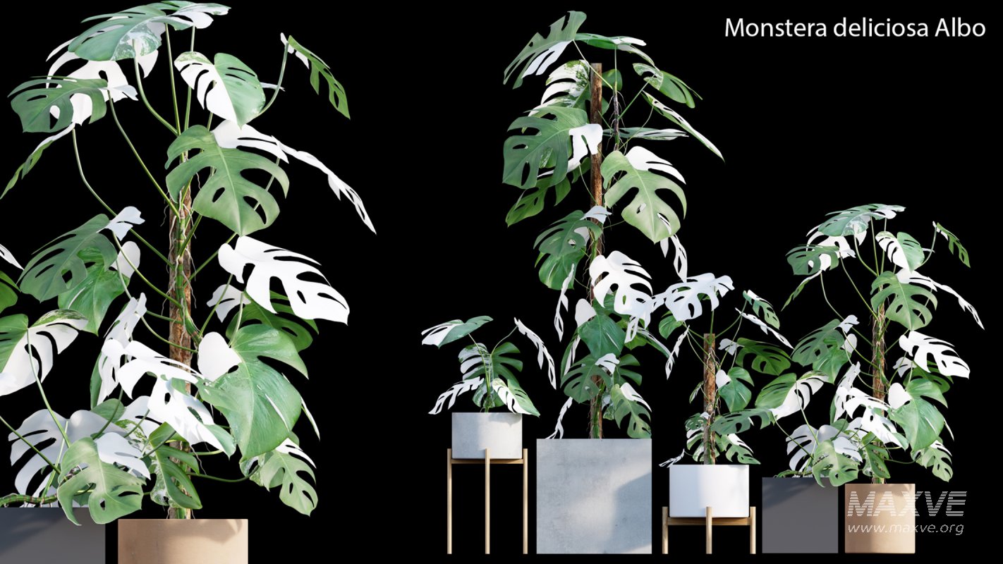 Collection 15 – Interior Plants - Image 13