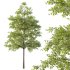 Celtis australis Tree 08 - Thumbnail 5