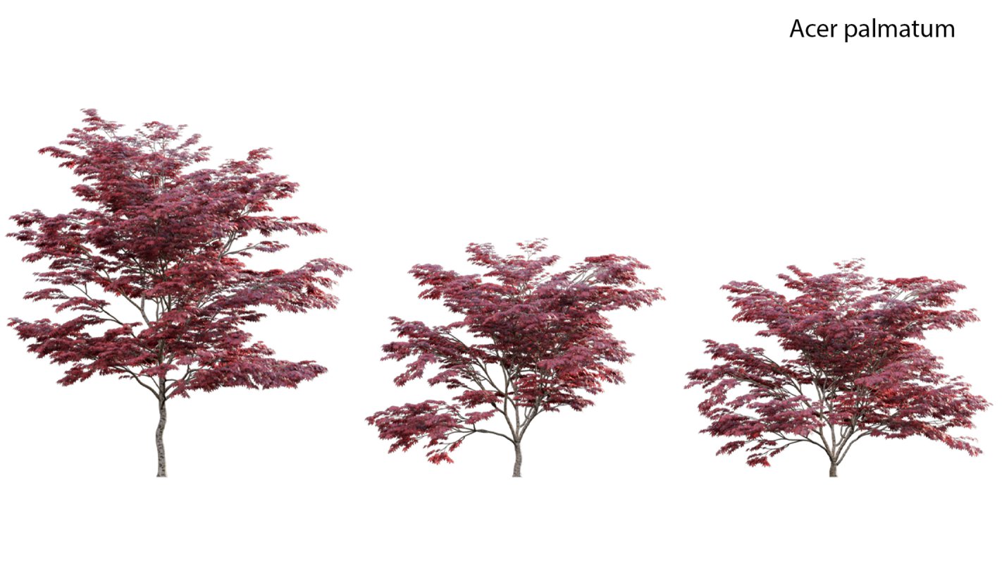 Collection 17 – Chinese garden - Image 3