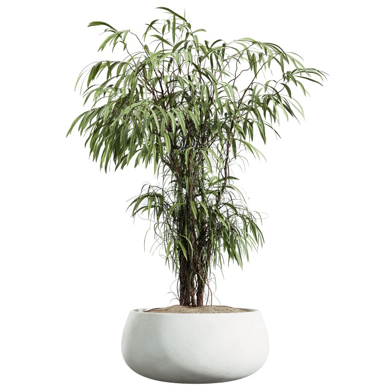 AV Indoor Plants Set 354 Ficus Marginata and Ficus Elastica and Euphorbia and Schefflera - Image 1