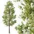 Tilia platyphyllos Tree 02 - Thumbnail 4