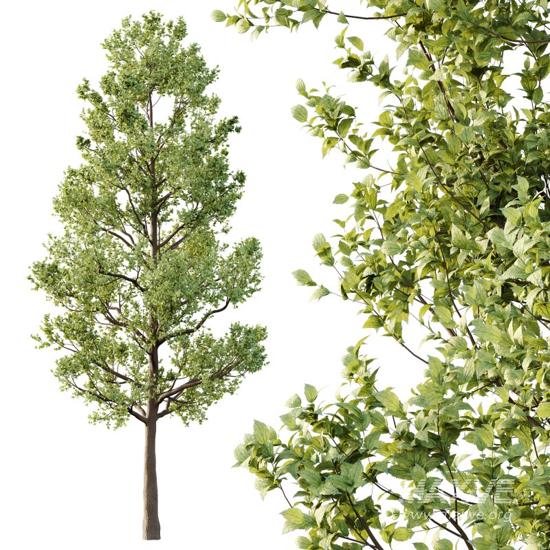 Tilia platyphyllos Tree 02 - Image 4