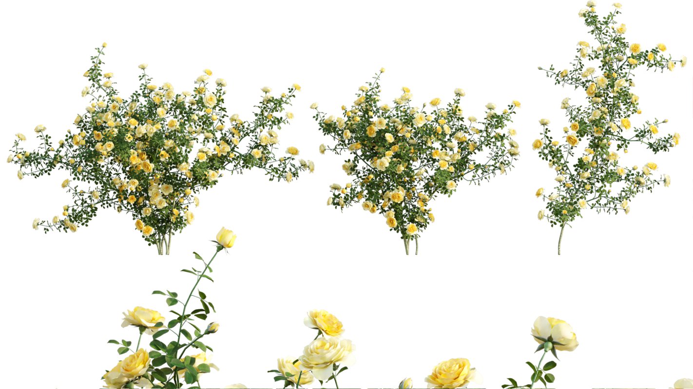 Collection 08 – Rose Garden - Image 15