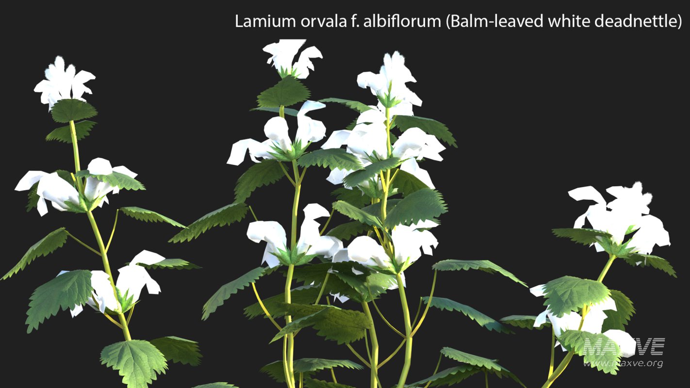 Collection 14 – English Garden - Image 30