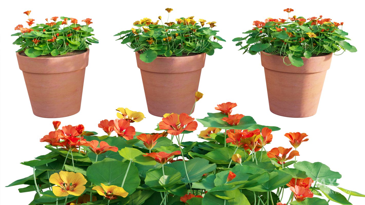 Collection 07 – Central America Garden - Image 22