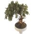 Bonsai - Thumbnail 3