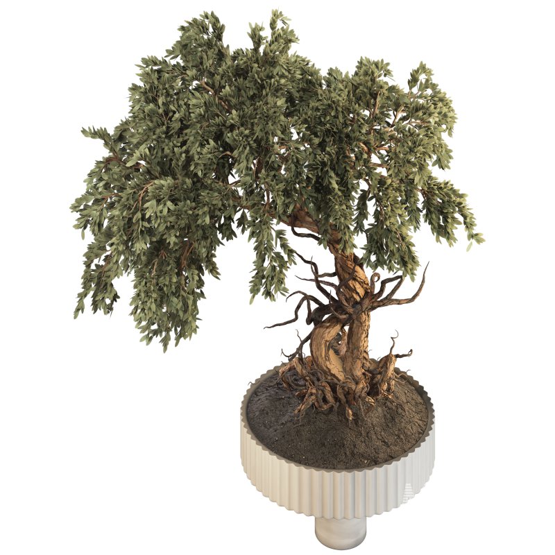 Bonsai - Image 3