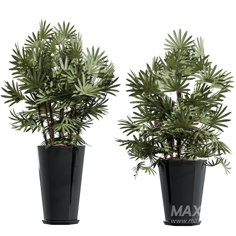 AV Indoor Plants Set 318 Rhapis Excelsa Lady Palm and ParadiseBird and Dracaena Warneckii - Image 4