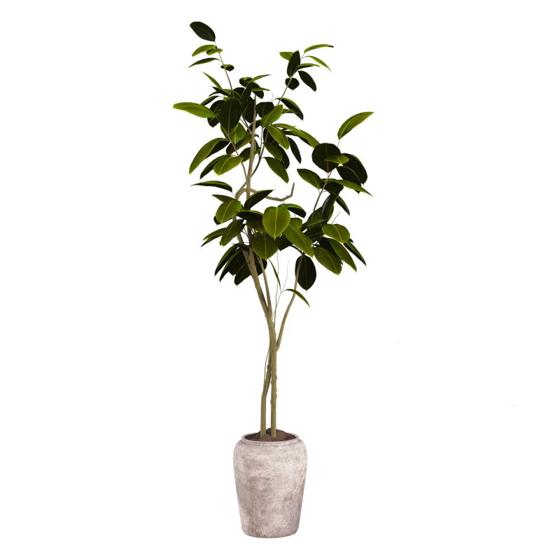 Bonsai Jungle Ficus - Image 2