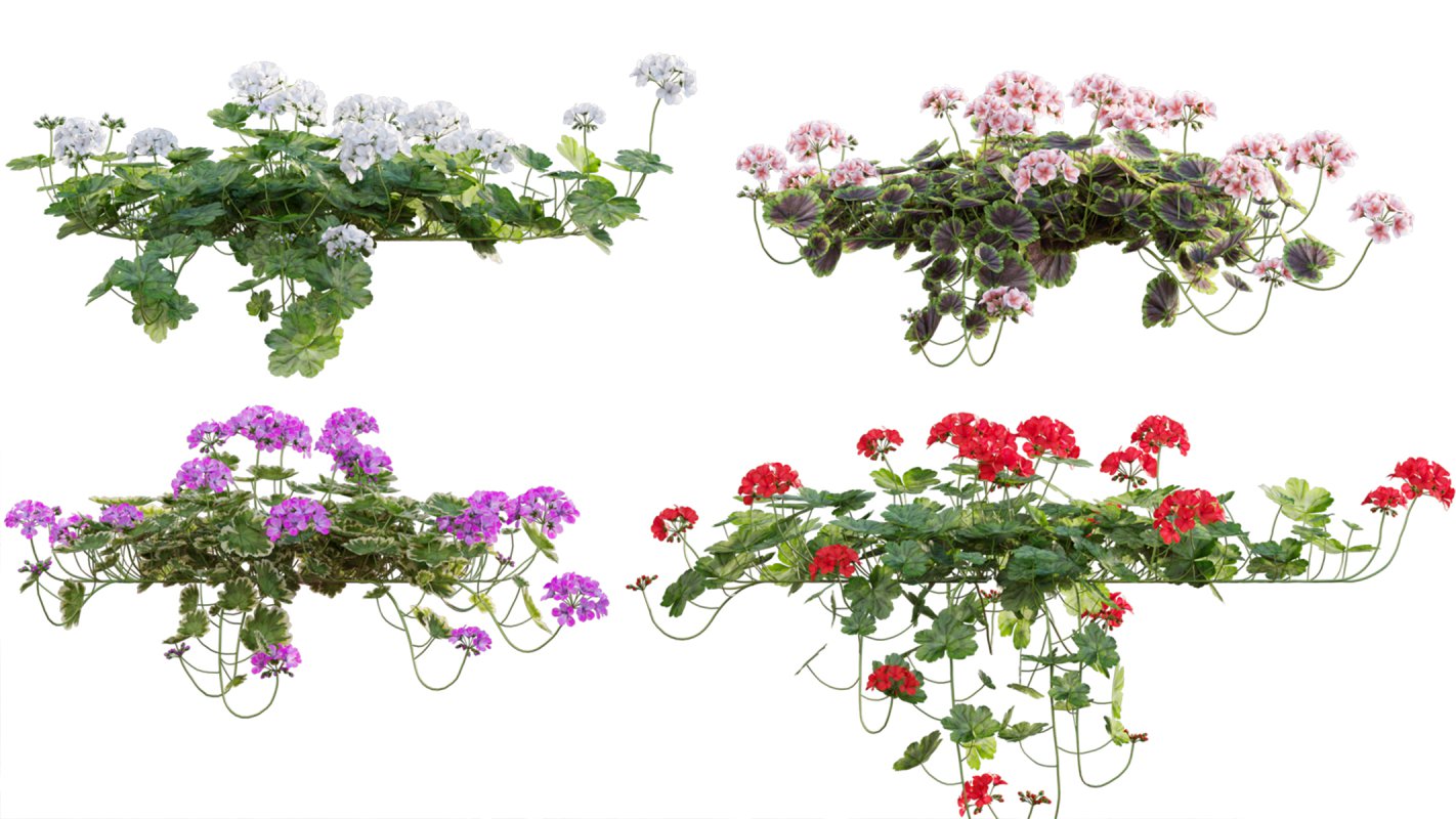 Collection 07 – Central America Garden - Image 16