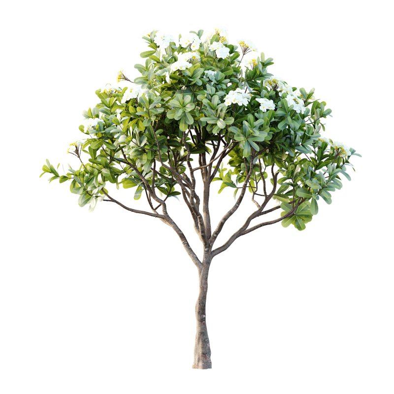 Plumeria Obtusa plant 05 - Image 7