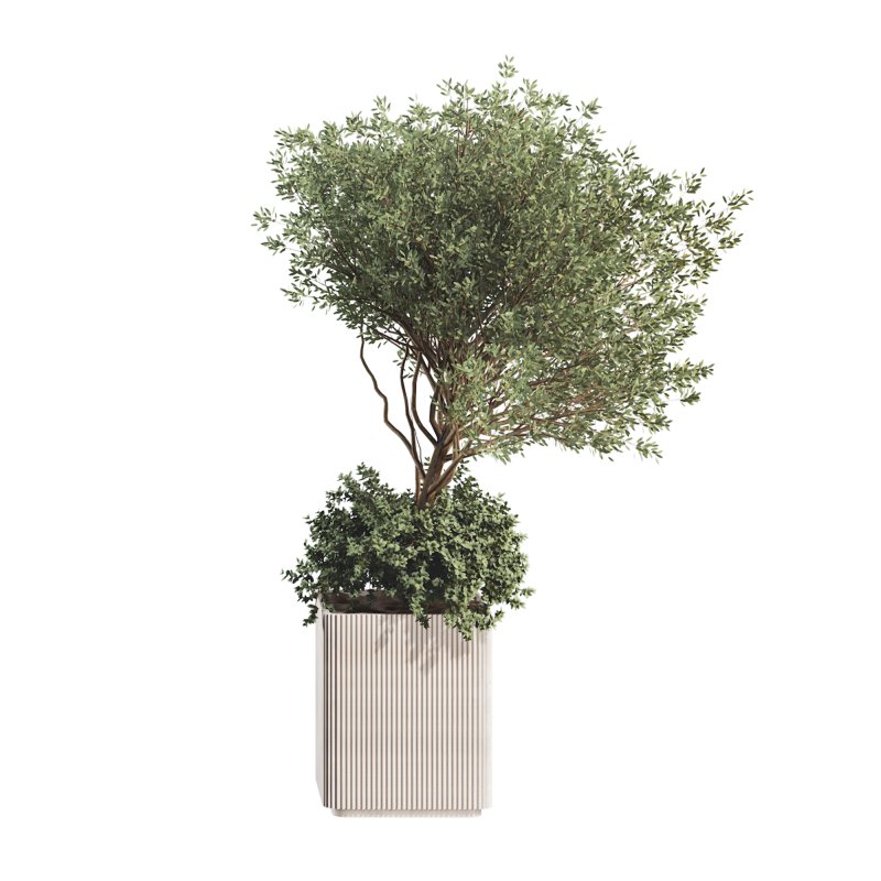 Lemon Tree in Pot Collection - Image 2