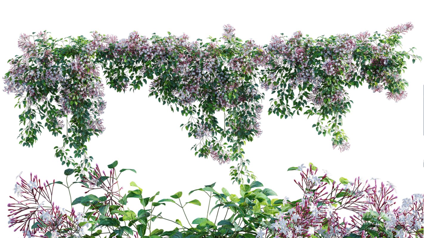 Collection 04 – Tropical Garden - Image 9