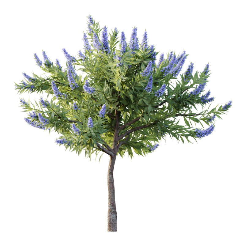 Echium candicans Pride of Madeira Bush 07 - Image 5