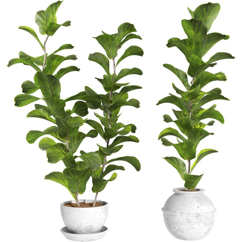 Bonsai Jungle Ficus Fiddle Leaf Fig 444 - Image 1