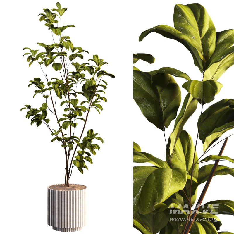 Bonsai Jungle Fiddle Ficus Tree - Image 1