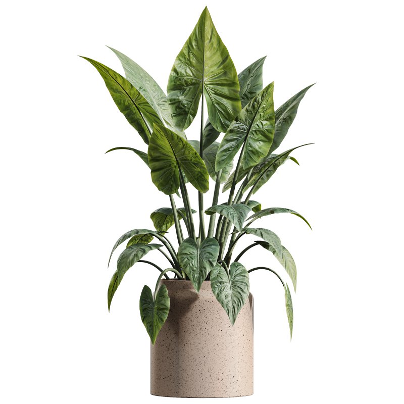 AV Indoor Plants Set 346 Alocasia Wentii and Olive Eucalyptus and Yucca Palm and Foliage Dollar - Image 4
