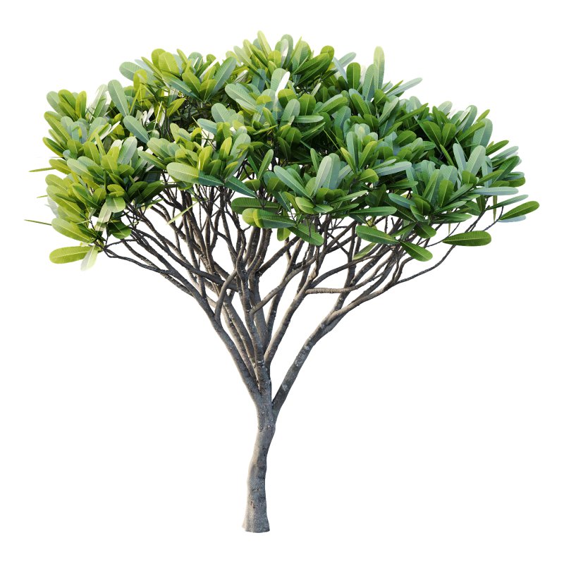 Plumeria Obtusa plant 03 - Image 4