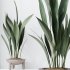 AV Indoor Plants Set 334 Aspidistra Elatior and Rubber Ficus Elastica and Ficus microcarpa Moclame - Thumbnail 8