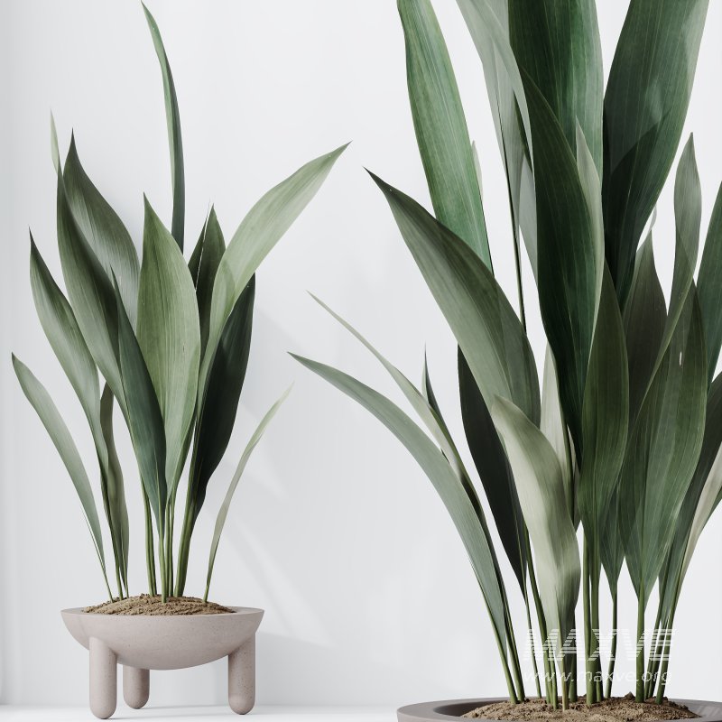 AV Indoor Plants Set 334 Aspidistra Elatior and Rubber Ficus Elastica and Ficus microcarpa Moclame - Image 8