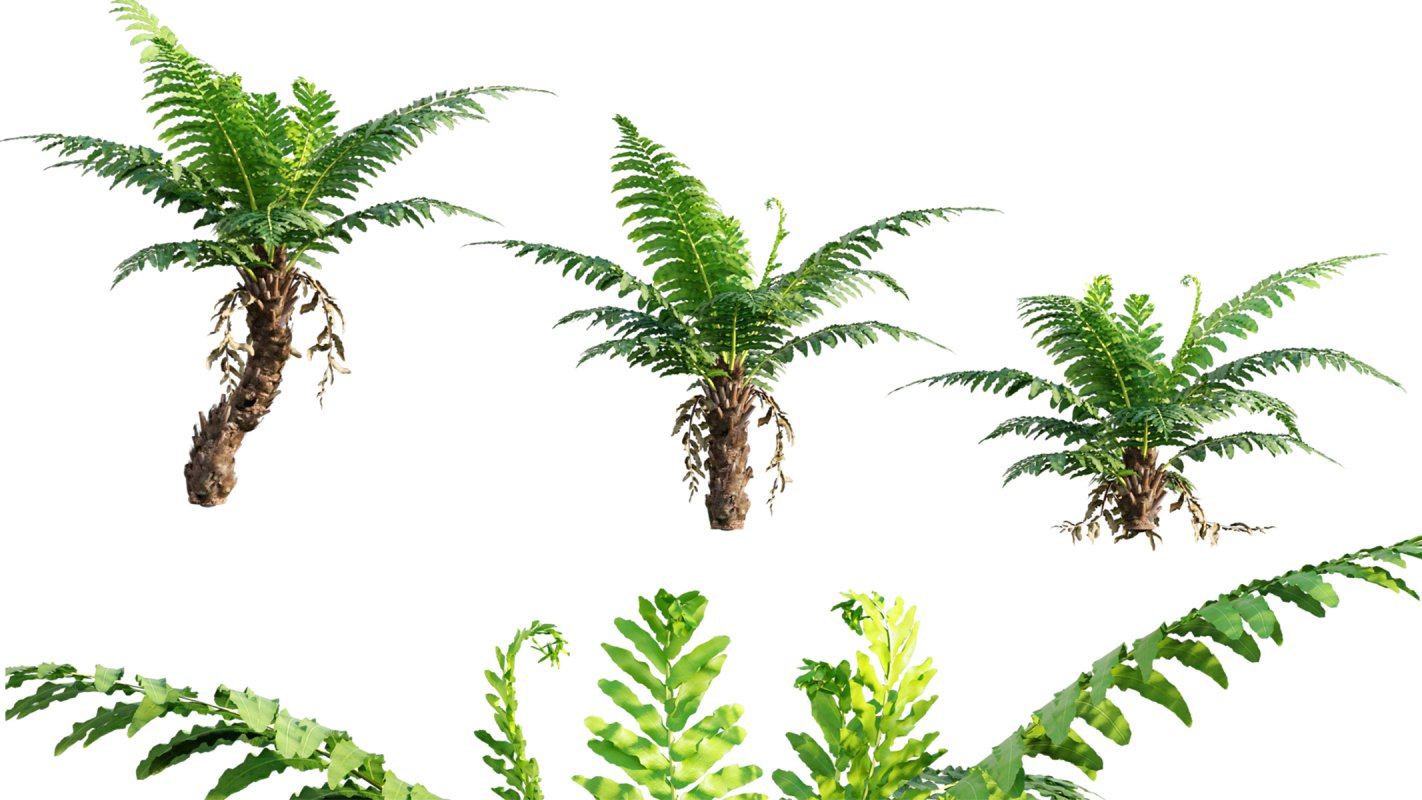 Collection 09 – Fern Garden - Image 14