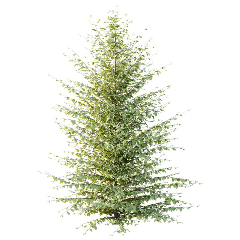 Different Trees 58 - Image 4