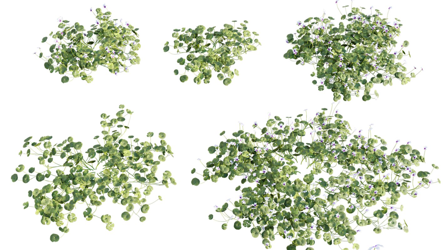 Collection 11 – Ground cover – Vines and Creepers - Image 42