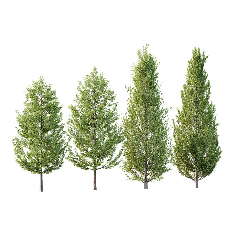 Different Trees 32 - Image 1