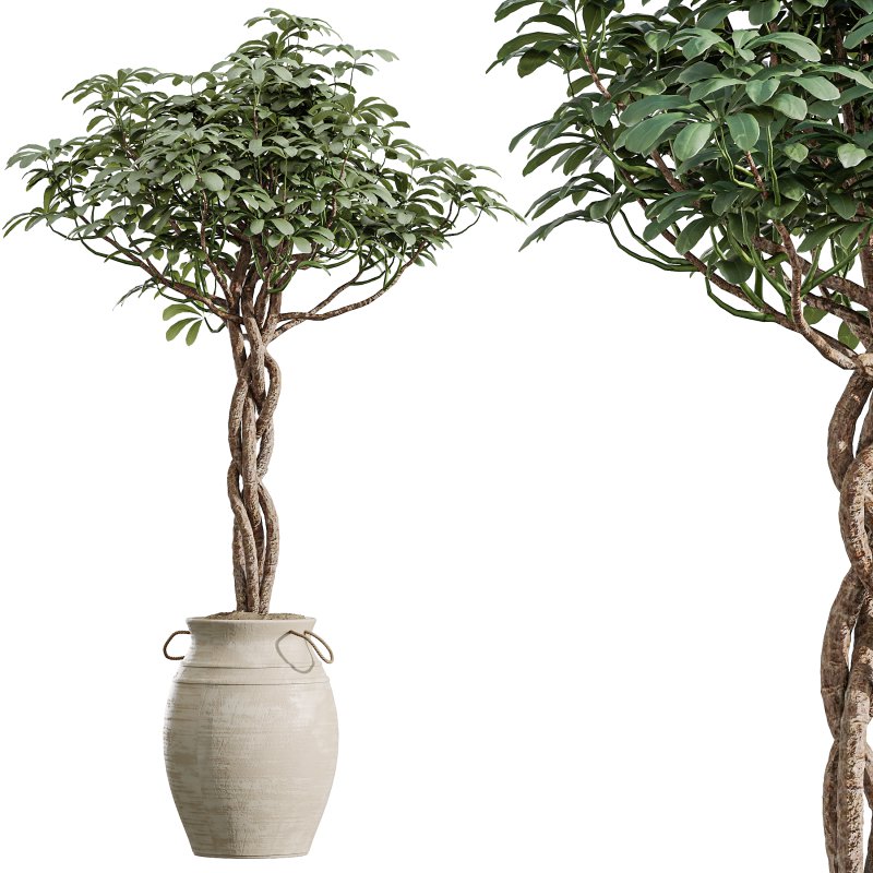 AV Indoor Plants Set 354 Ficus Marginata and Ficus Elastica and Euphorbia and Schefflera - Image 10